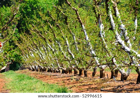 Manicured Apple trees with their trunks painted white to keep sun and heat damage from occurring. Rows of fruit trees separated by dirt and green grass in the California foothills.