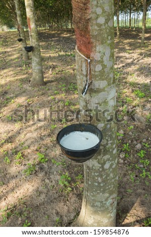 Rubber tree and rubber.