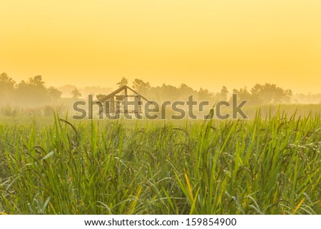 Rice farm ,Rice raw
