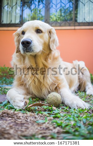 Dog golden retriever