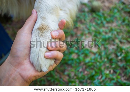 Friendship  human and dog , hand and paw