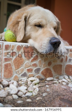 Dog golden retriever napping