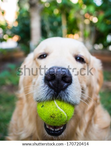 Dog golden retriever outdoor