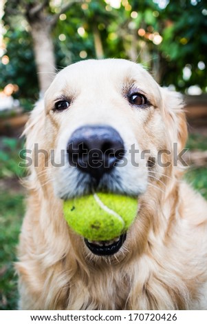 Dog Golden Retriever Outdoor