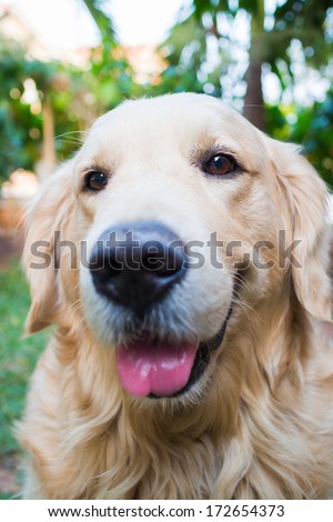 Dog golden retriever