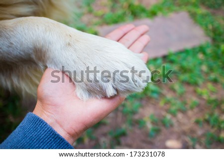 Friendship human and dog , hand and paw