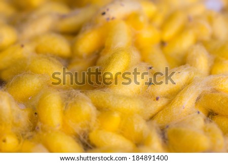 Silk worms gold nest in basket