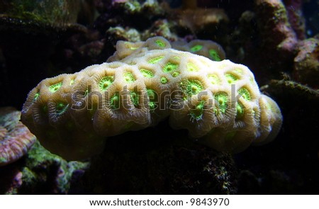 Alive Coral