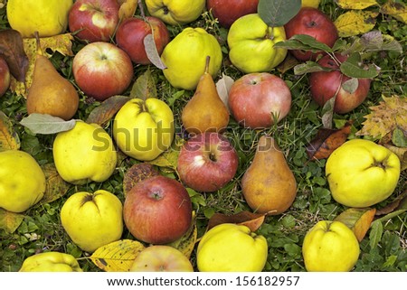 quinces, apples and pears on the grass with autumn red and yellow leaves
