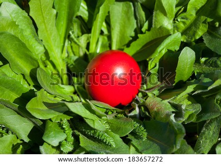 red easter egg hidden in the grass