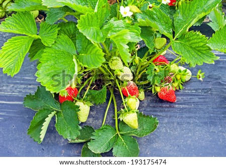 Strawberries ripening in a strawberry plant