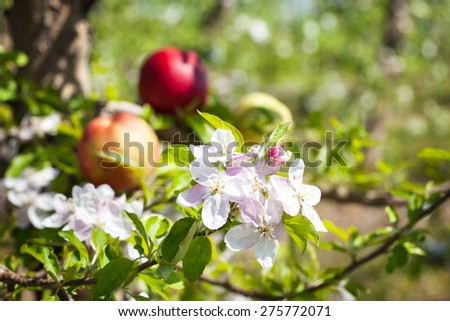 Apple tree flowers with apple fruits