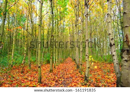 Row of silver birch trees with leaf covered walkway in English woods.