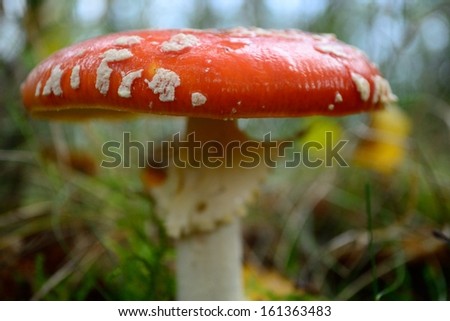 The fairy tale mushroom.  Found in Northwest English woods.  Amanita muscaria also known as the Fly Agaric.