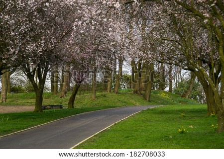 Beautiful cherry blossoms in Queen\'s Park, Bolton, England.