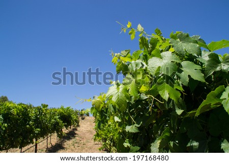 The fresh grapevines in wine country, Temecula, California.