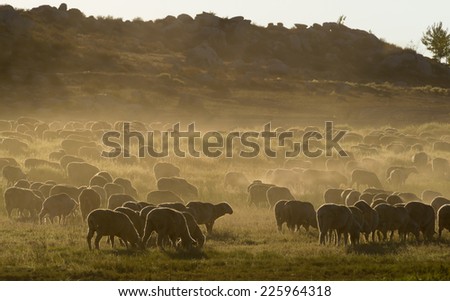 The sheep grazing and kicking up dust as the sun goes down on the hillside Menifee, California.