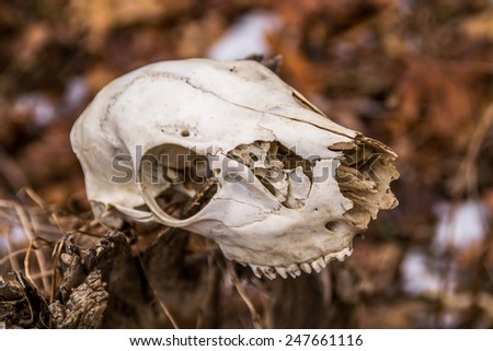 The animal skull in the woods.