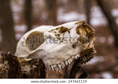 The animal skull in the woods.