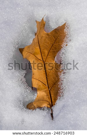 The exposed leaf as the snow melts.