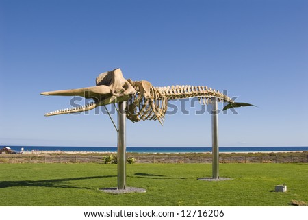 Skeleton of a Sperm Whale. Photo was taken in Morro Jable on the island Fuerteventura (Spain)