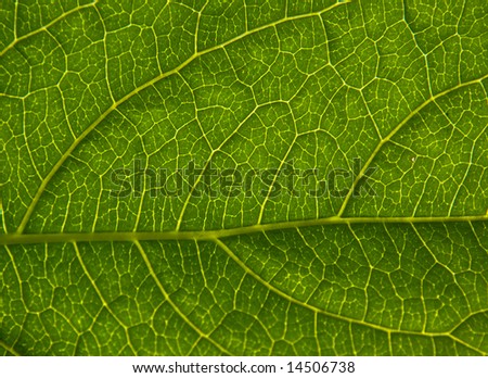 A leaf structure with intricate lines and textures