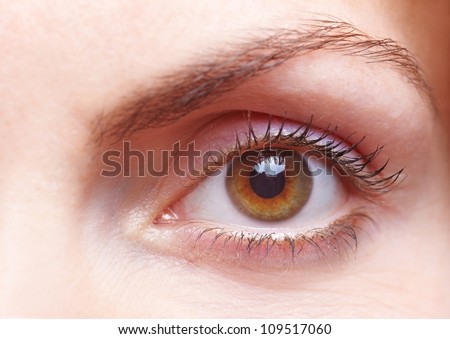 Close-up of a female human eye with eyebrow
