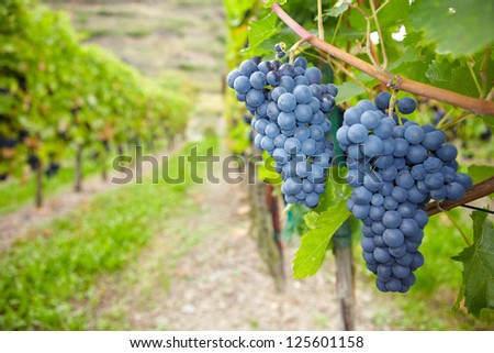 Ripe vine grapes for red wine in vineyard in Germany