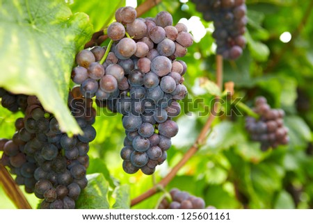 Ripe grapes for red wine in a vineyard in Germany