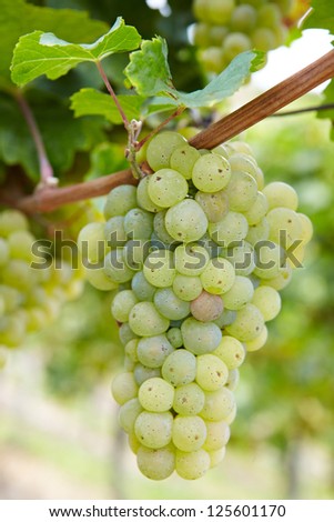 Ripe Riesling white vine grapes in vineyard in Germany