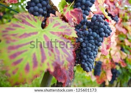 Many ripe red vine grapes in vineyard in Germany