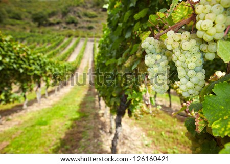 White wine Riesling grapes in German vineyard in autumn