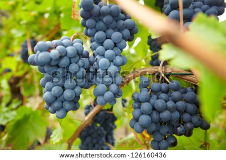 Ripe red vine grapes in German vineyard in fall