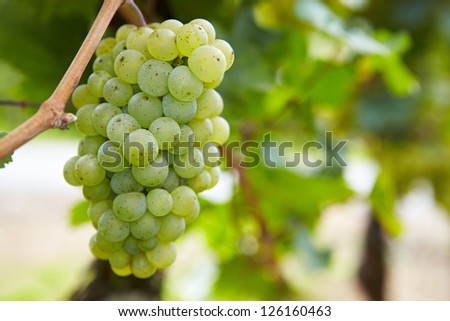 Ripe grapes for Riesling white wine in vineyard in Germany
