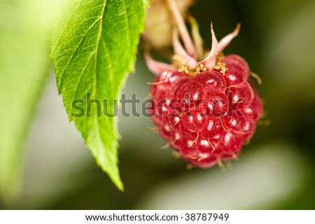 Ripe red raspberry hanging on a shrub