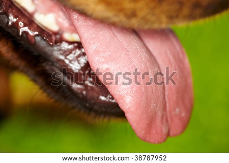 Rottweiler hackling and showing his wet tongue