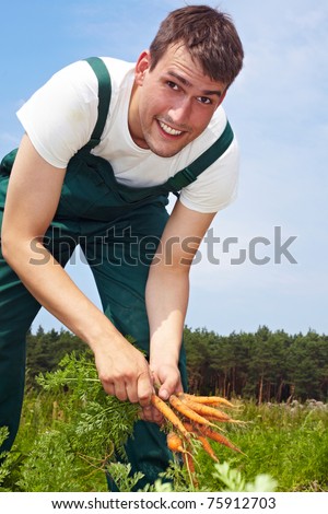 Seasonal farm worker digging up carrots in a field