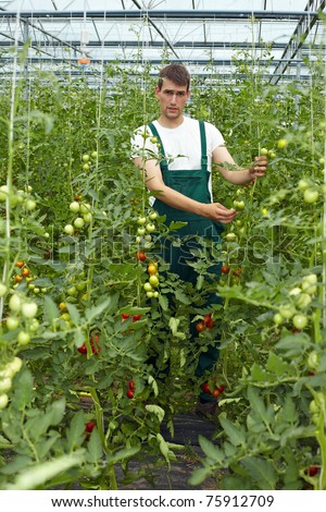 Organic farmer in greenhouse surrounded by tomato plants