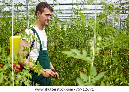 Farmer using organic crop protection agent in greenhouse with tomato plants