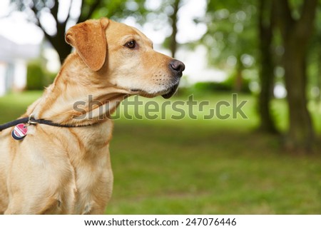 Labrador Retriever with dog tag in a garden