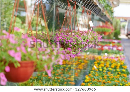 Many colorful flowers in front of a nursery shop for sale