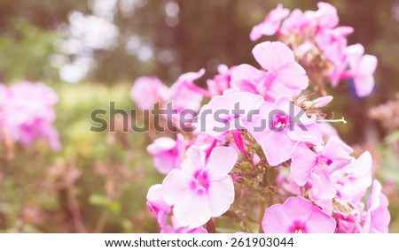 Pink spring flowers in retro