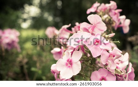 Pink spring flowers in vintage