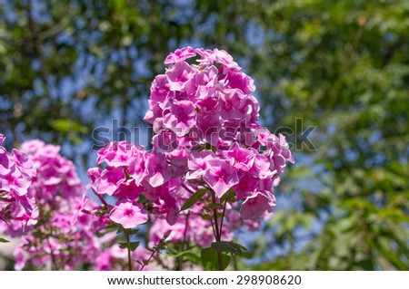 The branch of small purple flowers on sky background with green leaves