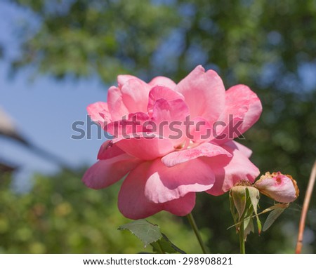 Beautiful Pink rose on a green and sky background