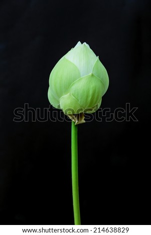 Lotus  isolated on the black background