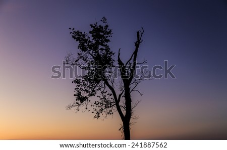Sun rises behind the tree