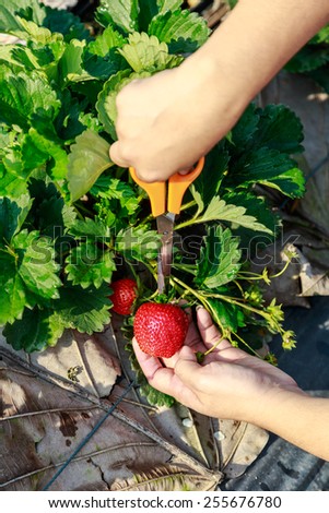 Hand picking fresh strawberries in field