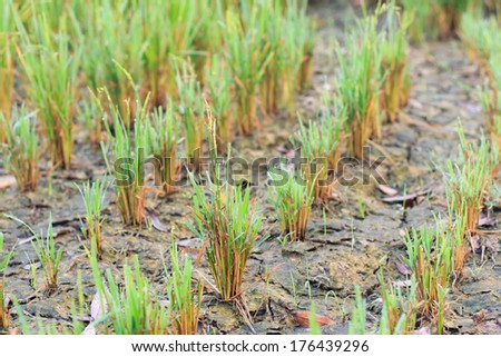 Rice seedlings in the field