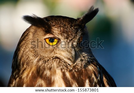 Closeup of a Royal owl side lit by the sun